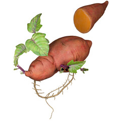 Sweet Potato Fresh Organic Root Vegetable