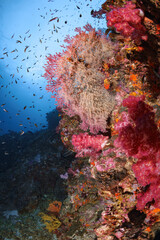 Deep Sea Garden with Hard and Soft Coral Reef and Small Fish School Swimming in Crystal Clear Blue Underwater World Marine Life Biodiversity Warm Tropical Water Exotic Wildlife Exploration in Asia © Puff Puff Snap