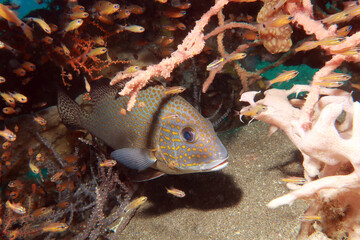 plectorhinchus chaetodonoides, the harlequin sweetlips, clown sweetlips, spotted sweetlips or many-spotted sweetlips, is a species of marine ray-finned fish,