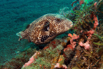 Map puffer fish in the ocean  © Olga