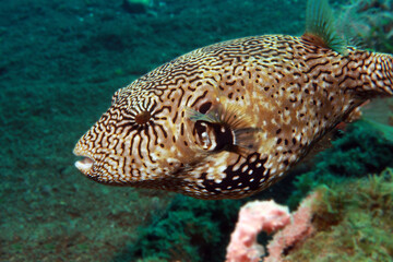 Map puffer fish in the ocean  © Olga