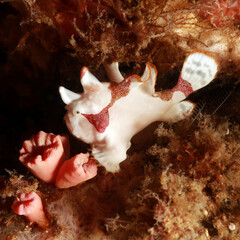 Warty frogfish, clown frogfish, Antennarius maculatus is a marine fish belonging to the family Antennariidae