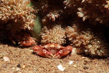 sea crabs  located on the seabed among corals.