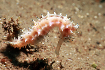 spiny seahorse (Hippocampus histrix), also known as the thorny seahorse. 