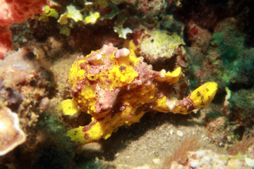 Warty frogfish (Antennarius maculatus). It is also known as the clown frogfish. 