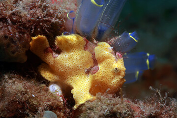 Warty frogfish (Antennarius maculatus). It is also known as the clown frogfish. 