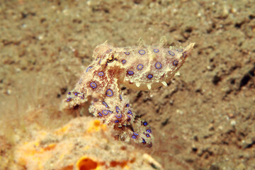 Blue ringed octopus swimming between corals
