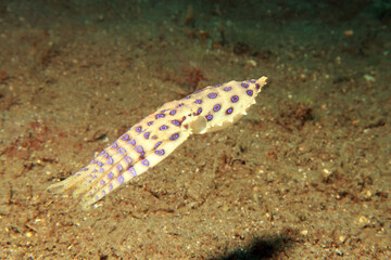 Blue ringed octopus swimming between corals