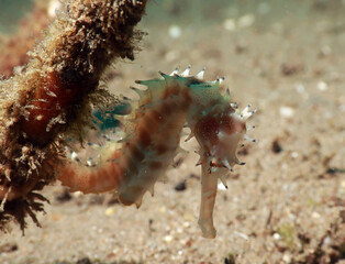 spiny seahorse (Hippocampus histrix), also known as the thorny seahorse. 