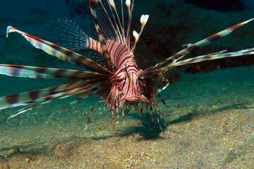 Lionfish (genus Pterois) are venomous, ornate marine fish native to the Indo-Pacific, known for their distinctive red or black stripes, large pectoral fins, and venomous dorsal spines