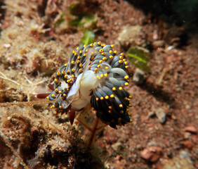 Nudibranch species Tenellia bughaw. This species is also commonly known as Yamasu's Nudibranch or previously as Trinchesia yamasui. 