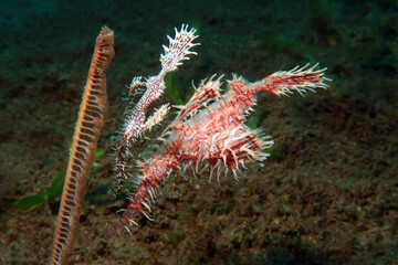 Harlequin (Ornate) Ghostpipefish (Solenostomus paradoxus)