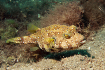 Whitespotted Puffer fish (Arothron hispidus)