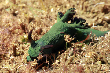 nudibranch Nembrotha milleri Miller's Nembrotha