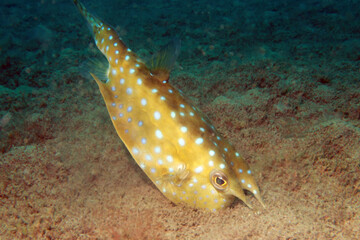 Lactoria is a genus of marine ray-finned fishes belonging to the family Ostraciidae, the boxfishes