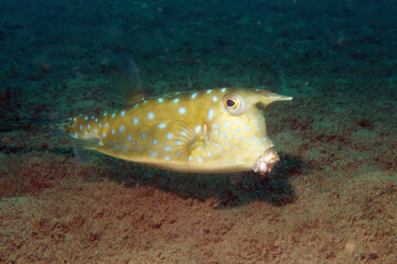Lactoria is a genus of marine ray-finned fishes belonging to the family Ostraciidae, the boxfishes