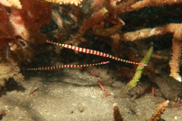 Broad-banded Pipefish (Dunckerocampus boylei)