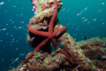 Starfish (Nardoa pauciforis) in the sea 