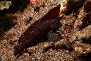 Spiny waspfish or Cockatoo waspfish (Ablabys macracanthus or Ablabys taenianotus)
