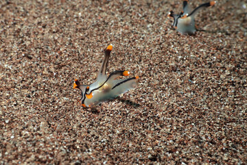 Thecacera picta nudibranch family  Polyceridae