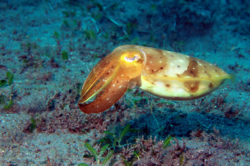 cuttlefish in the sea, underwater photo