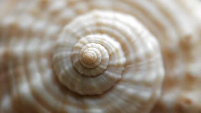 A close up abstract view of a spiraling seashell reveals its intricate texture and natural organic pattern The soft light highlights the creamy hues and delicate ridges