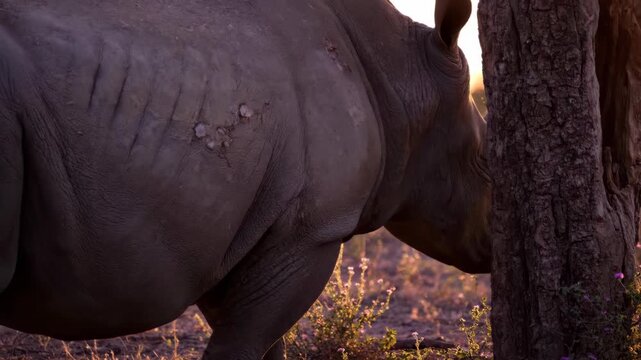 A large rhinoceros stands majestically near a tree trunk in a safari landscape Its powerful horn and textured hide are visible in the warm sunlight