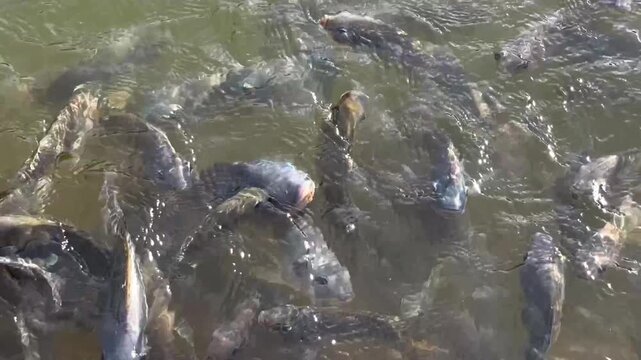 A school of tilapia near the shore of a reservoir. The fish actively swim to the surface in anticipation of feeding. Concept of aquaculture, fish farming, and fish breeding.