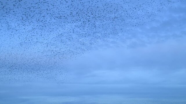 Starling murmuration when thousands of birds engage in synchronized, choreographed aerial displays, forming vast, dynamic cloud-like shapes in the sunset sky.