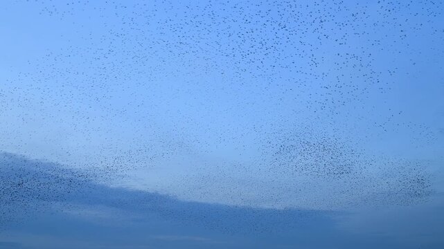 Starling murmuration when thousands of birds engage in synchronized, choreographed aerial displays, forming vast, dynamic cloud-like shapes in the sunset sky.