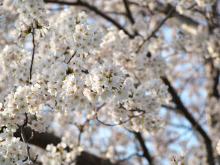 Obraz premium 植物 自然 春 花 風景