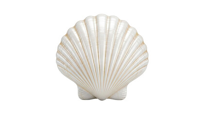 White Scallop Shell