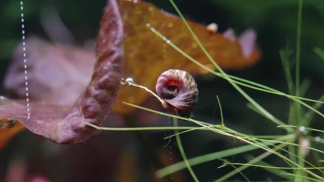 Macro view of a tiny freshwater snail clinging to slender aquatic grass beside a reddish submerged leaf, with delicate air bubbles suspended in a tranquil planted aquarium scene.