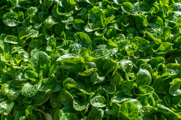 Lamb's lettuce or corn salad in the morning light with drops of glistening dew. Food background. A nutritious, mild-flavored leafy green often used in salads, especially in winter. 