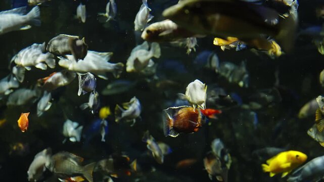 Vibrant tropical aquarium cichlids in a dense, colorful shoal, drifting through dim water with shimmering fins, highlighting freshwater diversity and graceful underwater motion