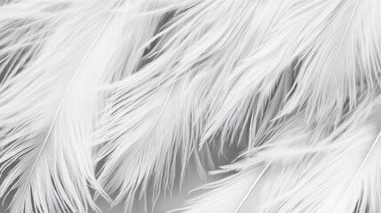 Fototapeta premium White feathers close-up, textured background, soft light, design element