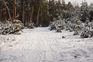 Snowy forest path with fresh footprints among pine trees, winter woodland landscape with calm atmosphere 