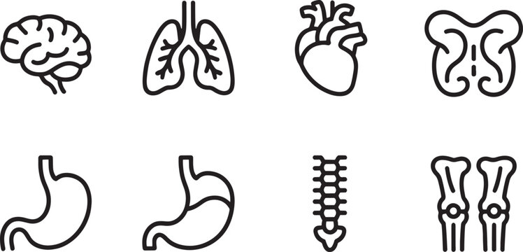 Internal human anatomy icons feature line drawings of the brain, lungs, heart, and various skeletal and digestive system components for medical illustration.