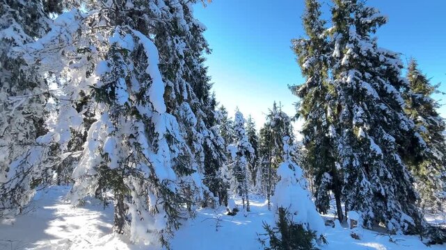 Snow-covered winter landscape likely near Dragobrat ski resort in the Ukrainian Carpathians, with pristine slopes, frosted trees, and crisp alpine light capturing cold, scenic beauty.
