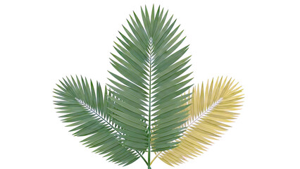 Three palm fronds with green and yellow leaves against a white background