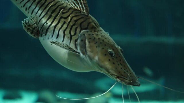 Underwater close-ups of a striped catfish with long barbels in an aquarium, highlighting whiskered snout details, body contours and swimming movements against an aquatic backdrop.