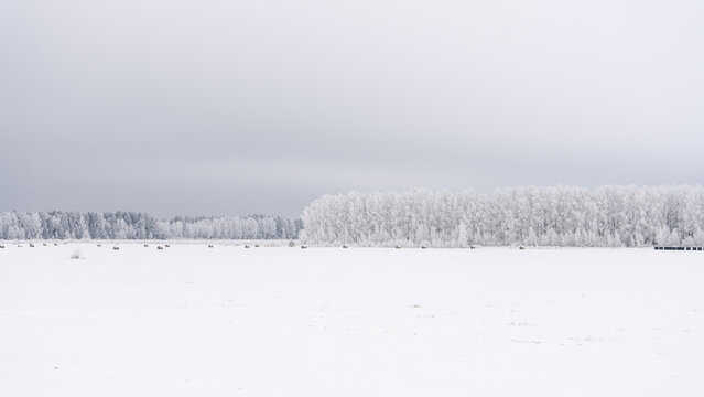 Wide minimalist winter landscape with snow-covered field and frost-laden forest horizon under pale sky, evoking silence, vastness and serene northern stillness