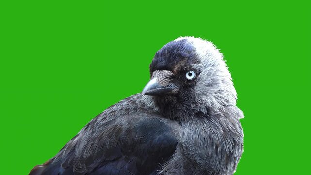 Jackdaw bird looks in different directions on a green screen