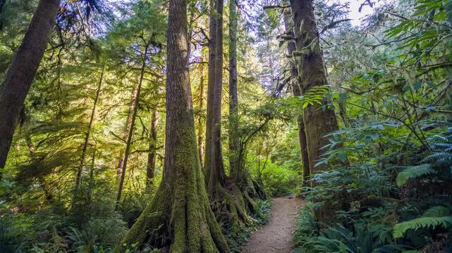 A peaceful, inviting natural atmosphere is created by the sunlight filtering through the tall, ancient trees and dense, green foliage along the forest path. This footage captures the beauty of the Pac