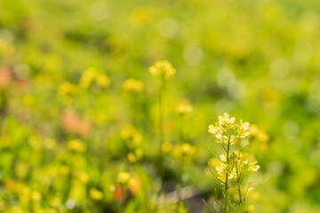 Obraz premium 冬の日差しを受けて輝く早咲きの菜の花04