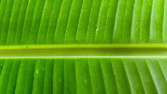 A close-up of a vibrant green banana leaf background featuring a midrib and symmetrical veins. The concept focuses on organic minimalism, natural patterns, and lush tropical growth.