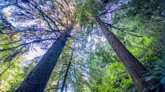 Looking up at the majestic, towering canopy of ancient Sitka spruce trees along the Giant Spruce Trail in the Cape Perpetua Scenic Area, Coastal Oregon.