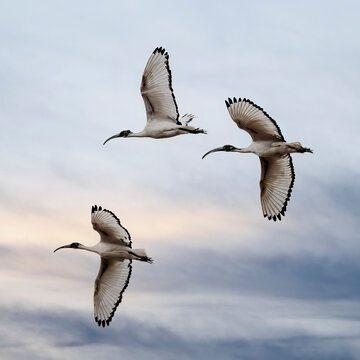 Three African Sacred Ibis (Threskiornis Aethiopicus) in flight. Nature reserve of the Isonzo river mouth, Isola della Cona, Gorizia, Friuli Venezia Giulia, Italy.