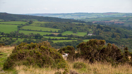Fototapeta premium A single isolated lost lamb looking at camera surrounded by gorse bushes in Dartmoor National Park in England with hills in distance