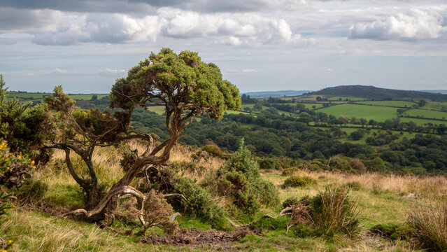 Leggy gorse bush on Dartmoor National Park in Devon, England under a cloudy sky.